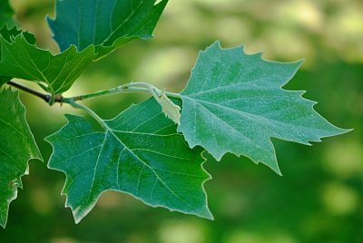 Platanus x hispanica - platan javorolistý - vývoj listu (74) 8